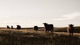 Aggressive cows attack runners on Colorado trail, officials say. ‘Near death for me’