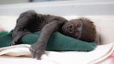 德州大猩猩寶寶遭親媽厭棄 跨州找養母終獲「出生後第一次母性擁抱」