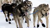 Alaska's arduous Iditarod kicks off with ceremonial start
