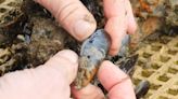 Fibreglass from boats found in marine food chain for first time