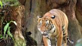 Crucial to ensure Malayan Tiger continues to roar in the wild