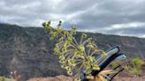 How daredevil drones find nearly extinct plants hiding in cliffs