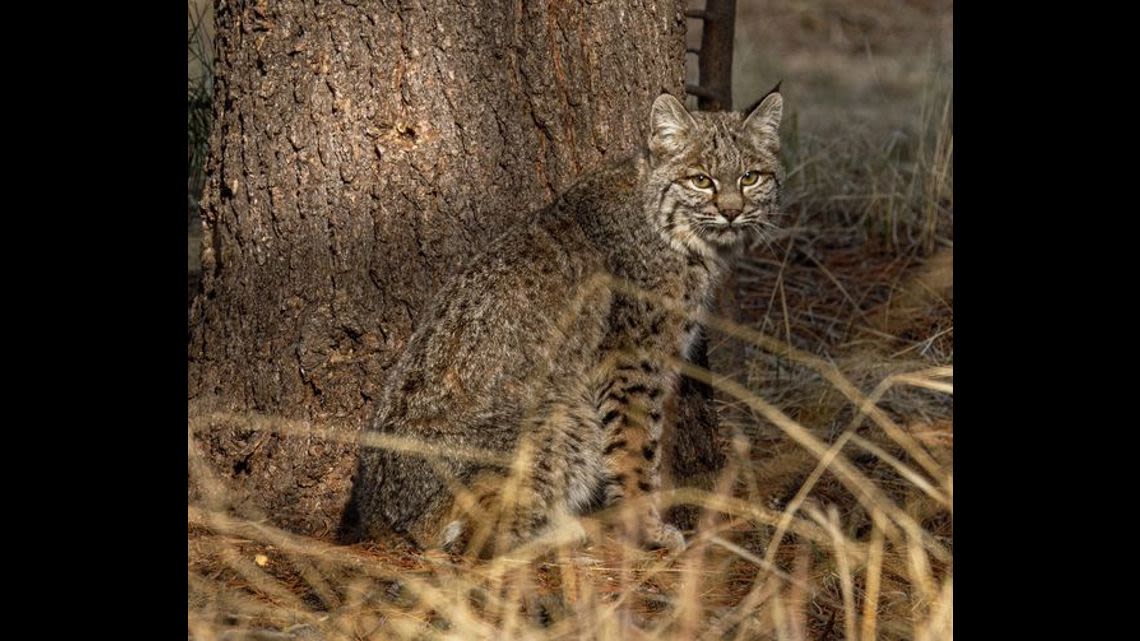 Rabid bobcat found in Virginia Beach