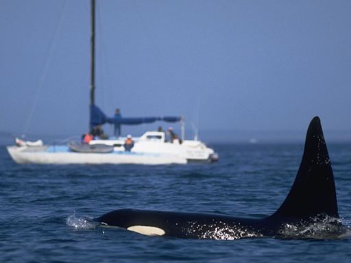 2 young orcas ram sailboat off northern France — 800 miles from 'attack' hotspot