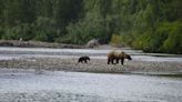 Mother and child reunion: Famed Grizzly 399 debuts her new cub for all to see in Wyoming