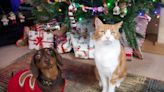 Vet Expert Reminds Pet Owners it Is 'Not Safe' for Pets to Drink Christmas Tree Water