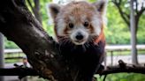 Buffalo Zoo welcomes a new red panda