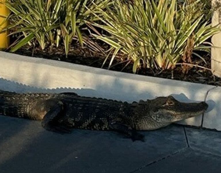 Alligator Thrown Out Of Starbucks Drive-Thru
