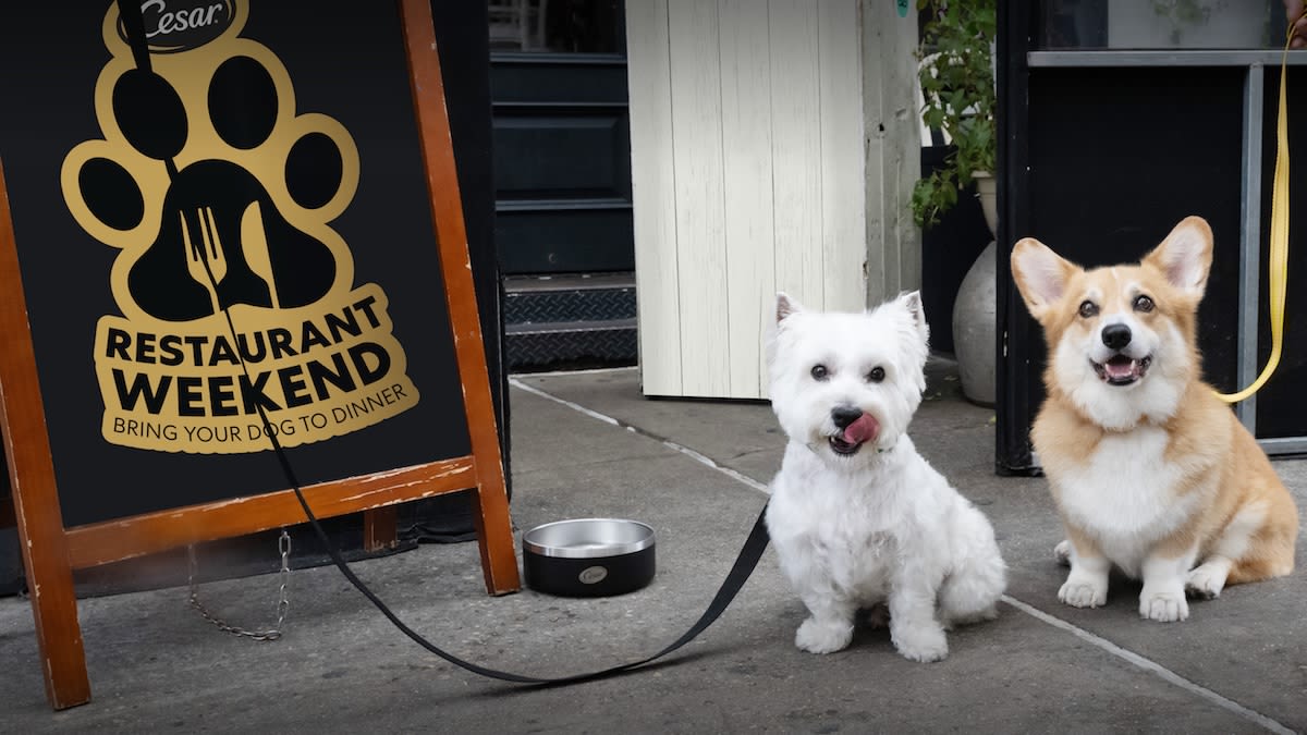 First-Ever 'Cesar Restaurant Weekend for Dogs' and Their Humans in NYC