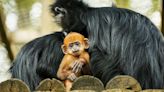 Cute orange monkeys give hope to save endangered species