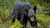 Bear Raids Car Crash, Drags Body Into The Woods