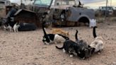 Fast and Furry-ous: Feral Cat Warriors partners with NASCAR for Giveathon event