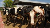 “Highly pathogenic” avian flu confirmed in Colorado cows