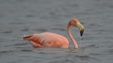 Pretty in pink: Why are flamingos hanging out on the Outer Banks?