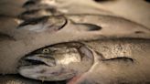 'We should be at the table' say Alaskan indigenous tribes impacted by commercial fisheries