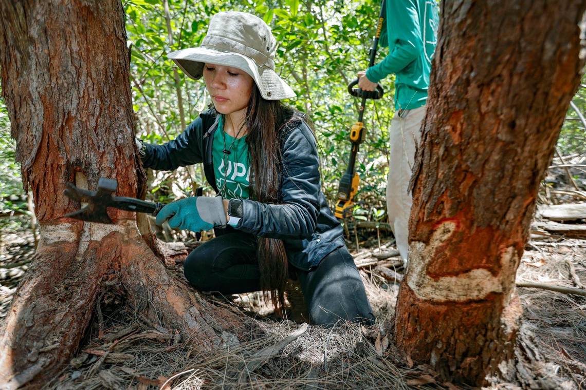 Want a ‘green job?’ Paid Climate Corps training positions are now open in Miami.