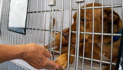 Tuscaloosa Metro Animal Shelter closes for two weeks after canine distemper outbreak