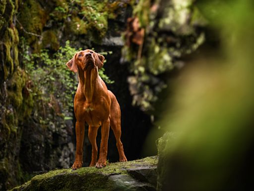 Hero cavers rescue brave dog almost 50 feet underground (and this is one story that has a happy ending)