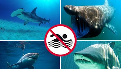 Watch Out: Sharks You May Swim Into At The Jersey Shore