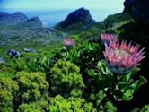 Fynbos