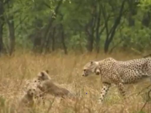 Cheetah Gamini Enjoys Rain With Her Cubs At Kuno National Park, Adorable Video Goes Viral - News18