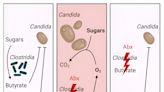 An anti-inflammatory curbs spread of fungi causing serious blood infections