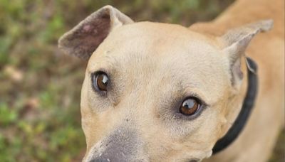 Meet Archie, a young bulldog and black mouth cur mix. He's a happy fella but needs manners