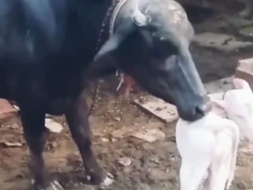 In Rajasthan's Karauli, Black Buffalo Gives Birth To A White Calf - News18