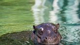 Pittsburgh Zoo welcomes endangered baby pygmy hippo