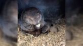 La marmota Phil ha sido padre y los curiosos nombres de sus bebés hacen honor a sus predicciones