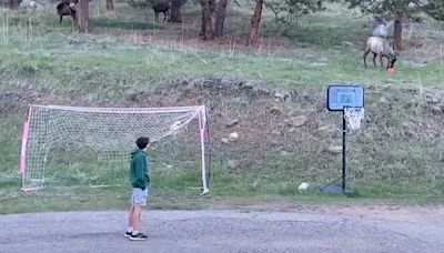 Wild Elk Delights 2 Young Boys by Joining Them for a Game of Backyard Soccer — Watch!