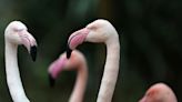 In an Exclusive Clip From Queer Planet , Learn About Super Gay Polyamorous Flamingos