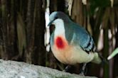 Luzon bleeding-heart