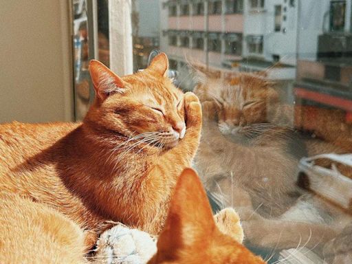 Top 5 Cat Cafes To Visit In Hong Kong