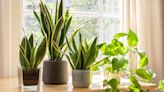 The highs and lows of plant parenthood