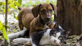 UNAM tendrá vacunación antirrábica gratuita a mascotas; ¿cuándo y dónde será?