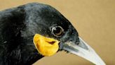 Pagan más de 28.000 dólares por una pluma de un ave extinta | Teletica