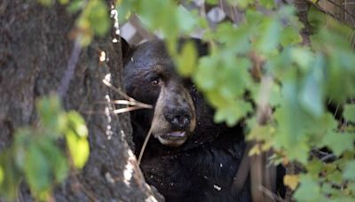 No criminal charges for Tahoe homeowner who killed bear cub, El Dorado DA determines