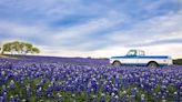 10 Best Southern Destinations For Spotting Spring Blooms