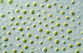 Microalgae