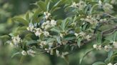 How To Grow And Care For Tea Olive