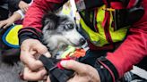 Texas Dog Trapped in Ravine Safely Rescued