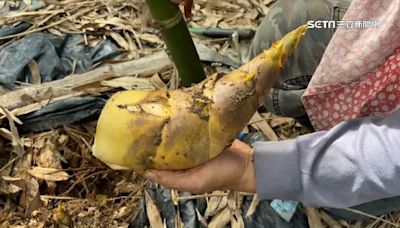 降雨少影響採收！綠竹筍產季延後 南部產量減2至3成