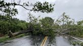 颱風凱米逼近 雲林路樹倒塌砸車、緊急封危橋