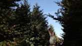Fungus has contributed to high prices of Christmas trees. Georgia researches may have a solution