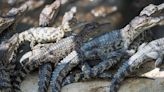 Nuevas crías de cocodrilos siameses dan esperanza para una especie que está cerca de la extinción