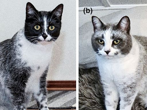 Mutation Has Led to a New Type of Cat, Scientists Say