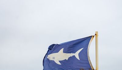 White sharks lurking in Massachusetts waters, New England Aquarium warns ahead of Memorial Day weekend