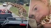 Video captures shocking moment when giraffe lifts toddler into the air at drive-thru safari park in Texas