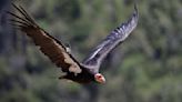 California condors barely escaped extinction decades ago. Avian flu could change that